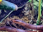 Yunnan mountain rat snakes (Oreocryptophis porphyraceus pulchra)