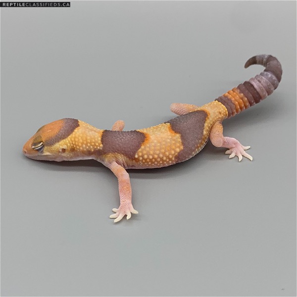 African Fat Tail - Female Amel (AFT-H19-20)