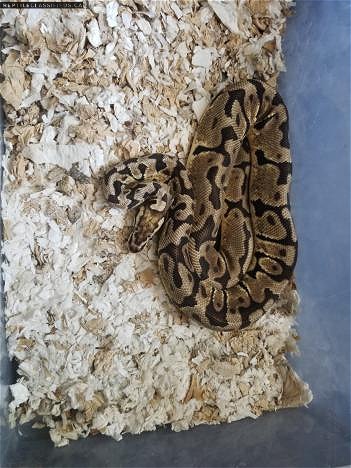 Two Sub Adult Males - Reptile Classifieds Canada