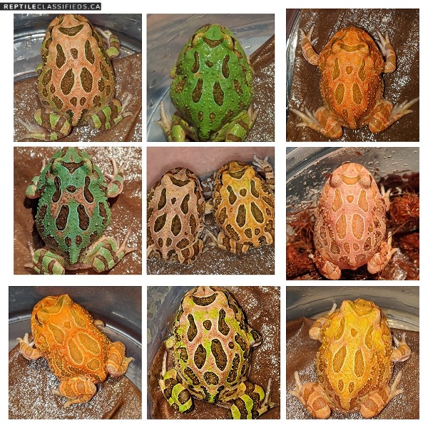 Variety of Pacman frog - Ceratophrys cranwelli -babies for sale