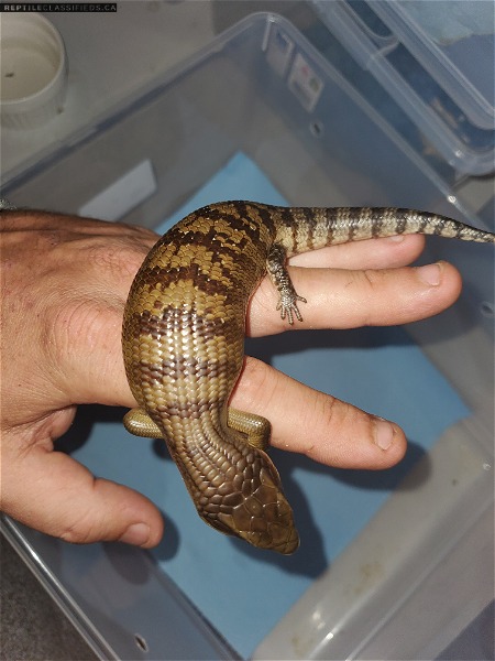 Various blue tongue skink locality 