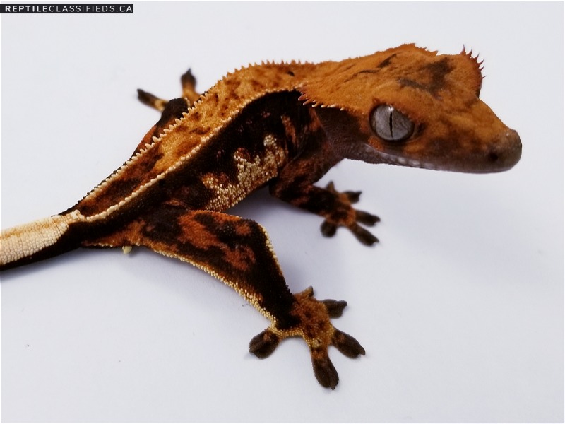 Various Crested geckos