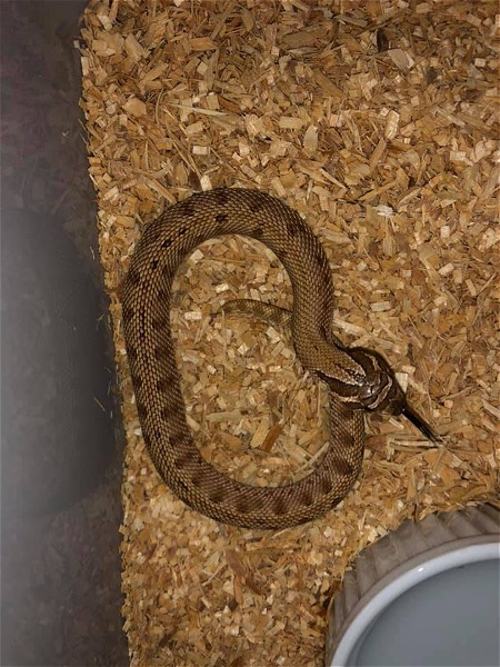 Various Hognose Available