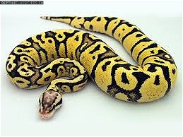WANTED: 0.1 Firefly het pied ball python