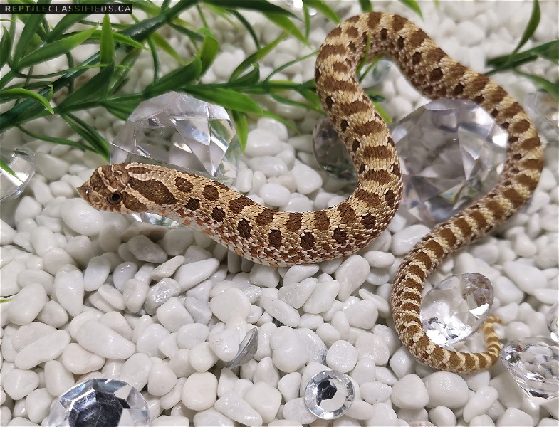 Western Hognoses Ready For Homes