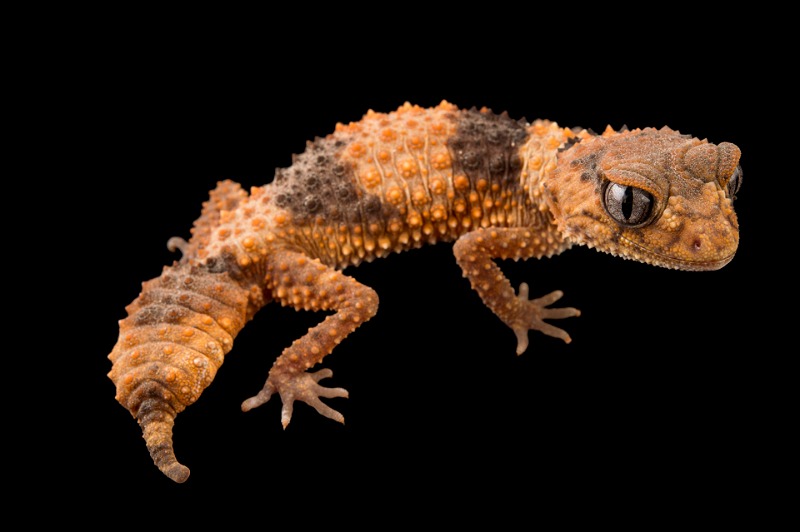 Wheeler's Knob-Tailed Gecko Wanted