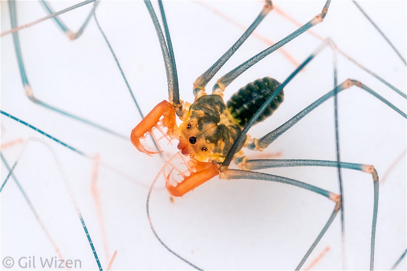 Whip spiders (Amblypygi) - Acanthophrynus coronatus babies