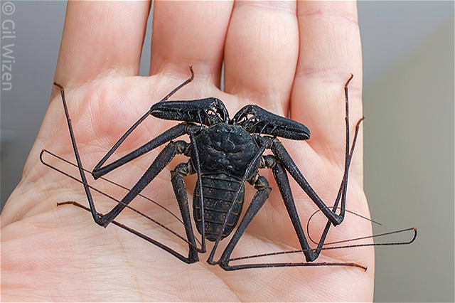 Whip spiders (Amblypygi) - Phrynus whitei babies - Reptile Classifieds Canada