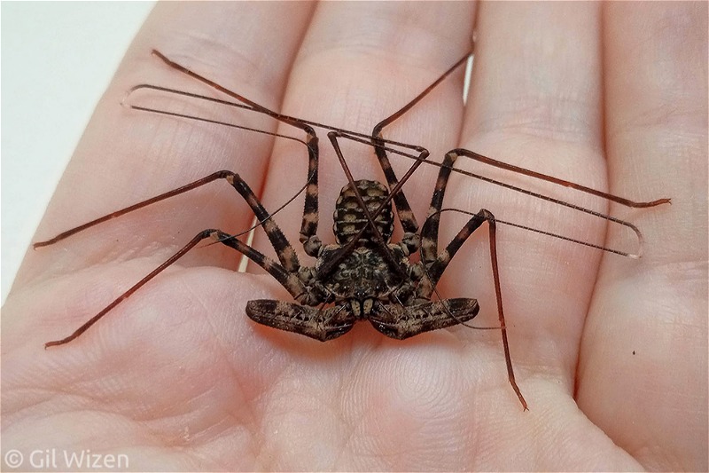 Whip spiders (Amblypygi) - several species available