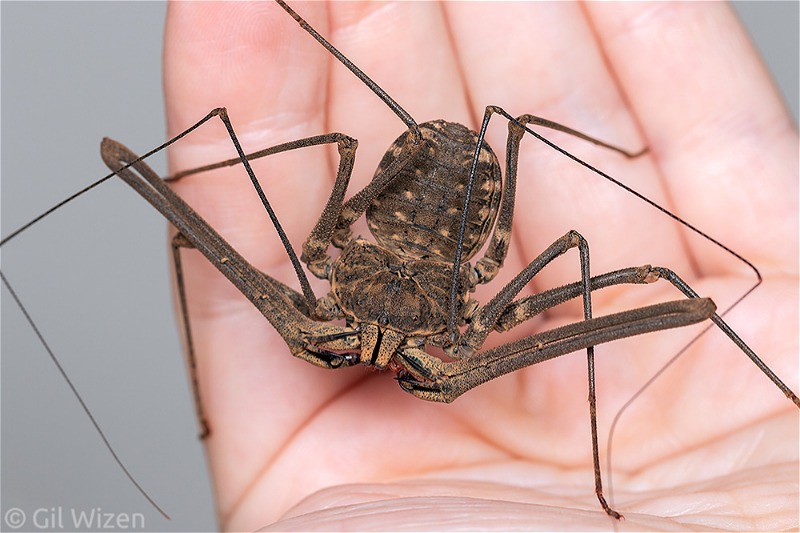 Whip spiders (Amblypygi) - several species available