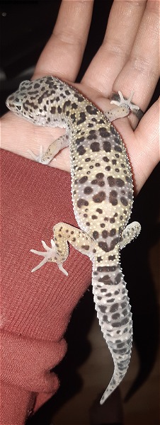WTB: Leopard Geckos